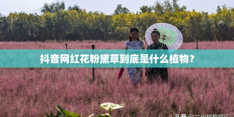抖音网红花粉黛草到底是什么植物？