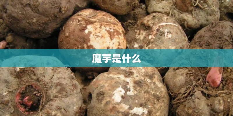 魔芋是什么