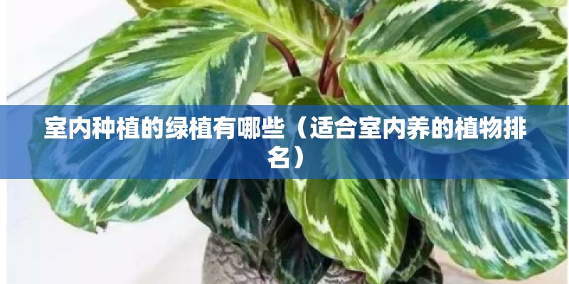 室内种植的绿植有哪些（适合室内养的植物排名）