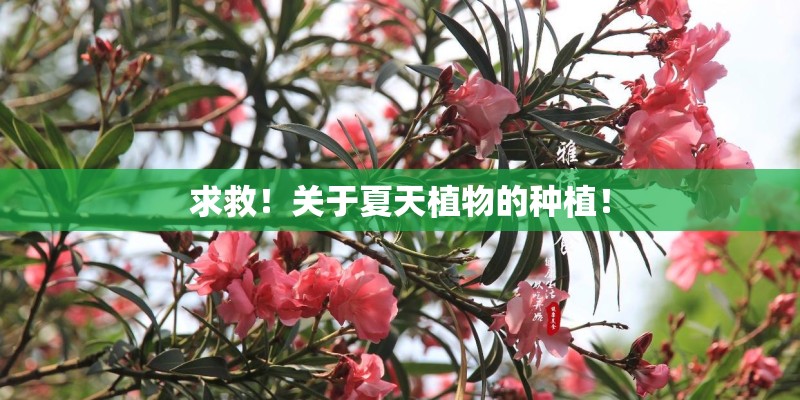 求救！关于夏天植物的种植！