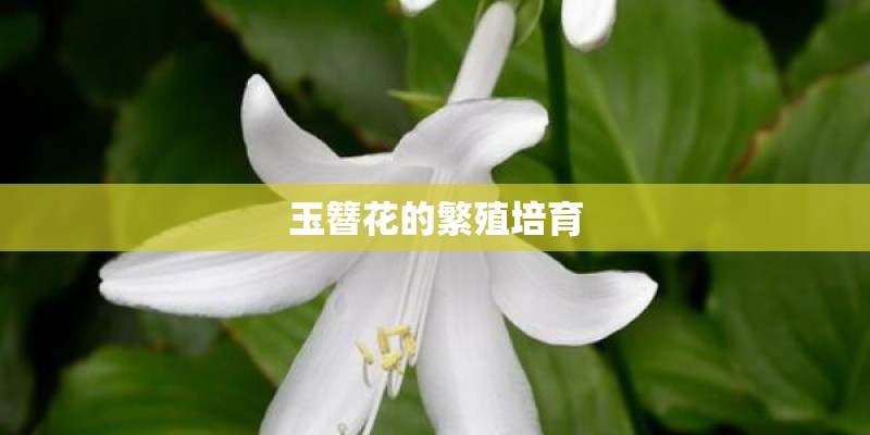 玉簪花的繁殖培育