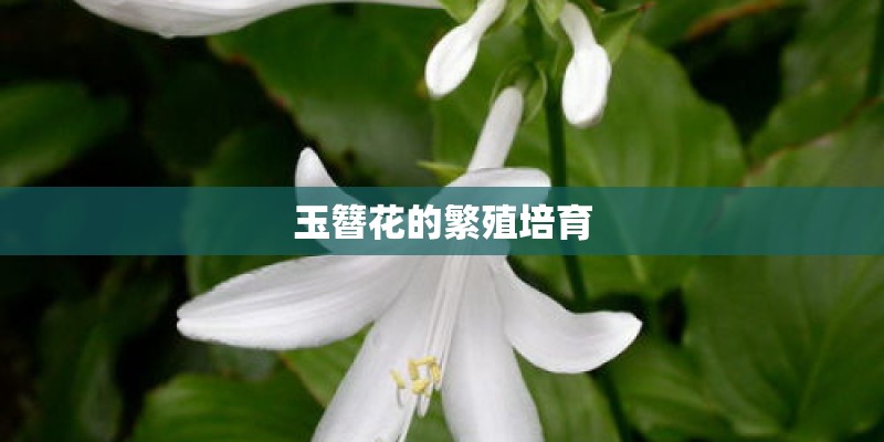 玉簪花的繁殖培育