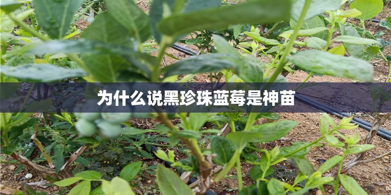 为什么说黑珍珠蓝莓是神苗