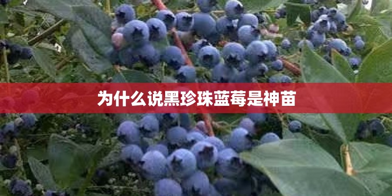 为什么说黑珍珠蓝莓是神苗