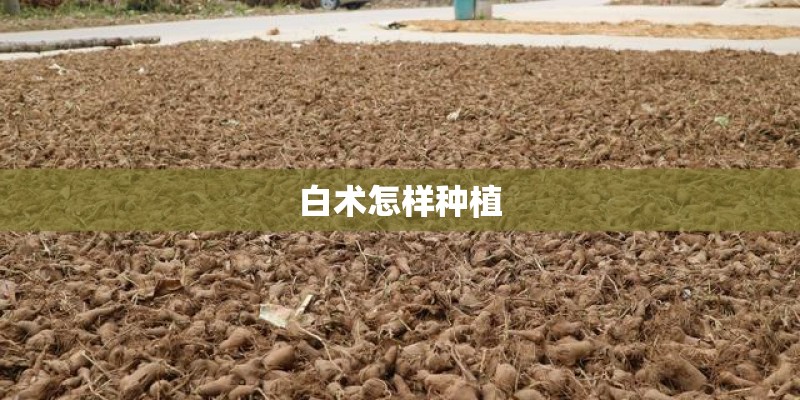 白术怎样种植 白术怎样种植