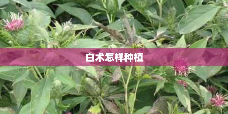 白术怎样种植 白术怎样种植