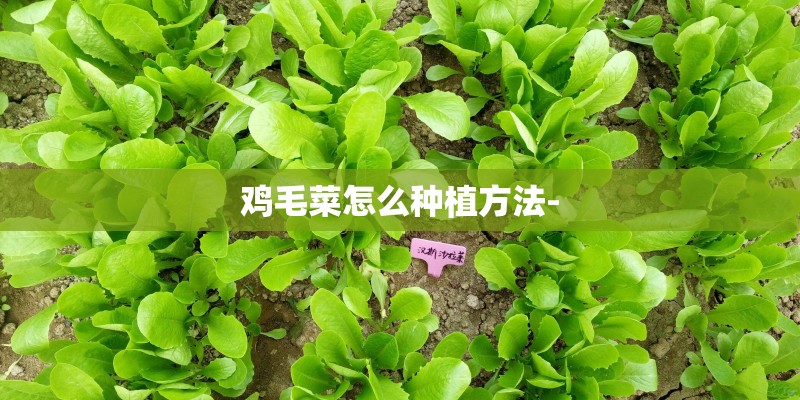 蓝莓种植几年苗好吃