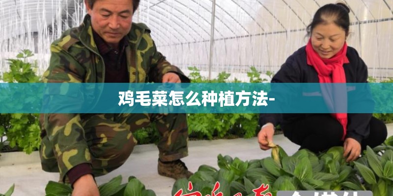 鸡毛菜怎么种植方法- 鸡毛菜怎么种植方法-