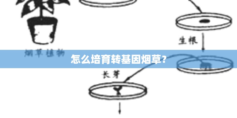 怎么培育转基因烟草？