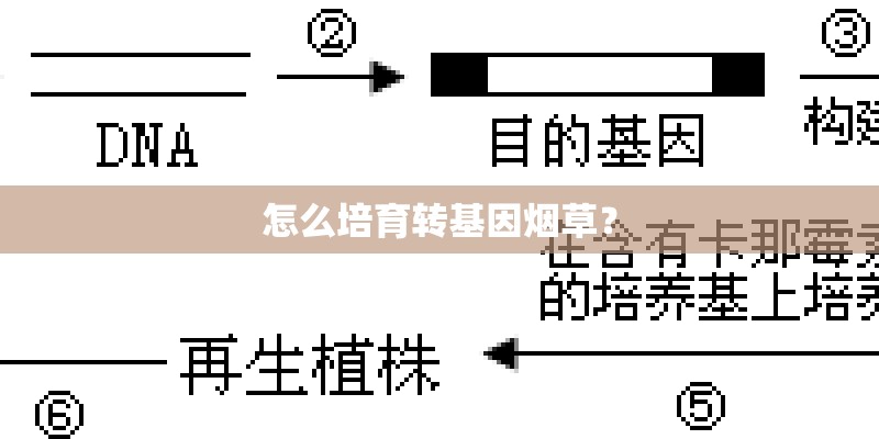 怎么培育转基因烟草？