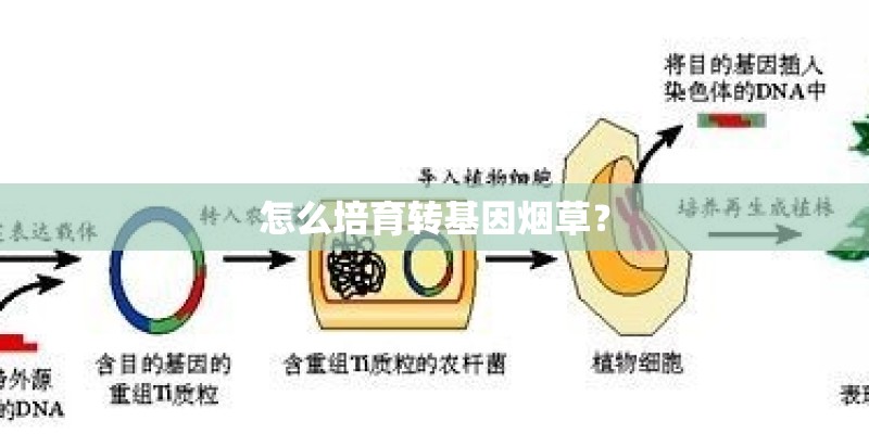 怎么培育转基因烟草？