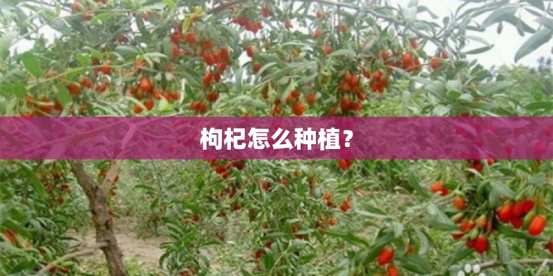 枸杞怎么种植？