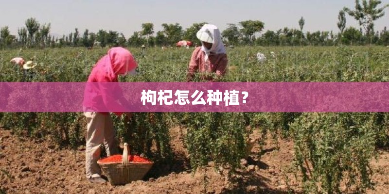 枸杞怎么种植？