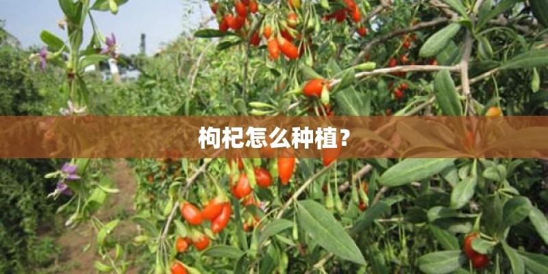 枸杞怎么种植？