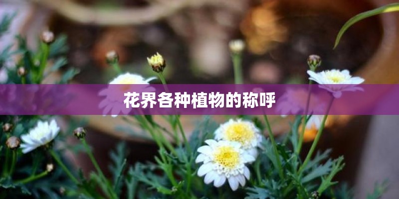 花界各种植物的称呼