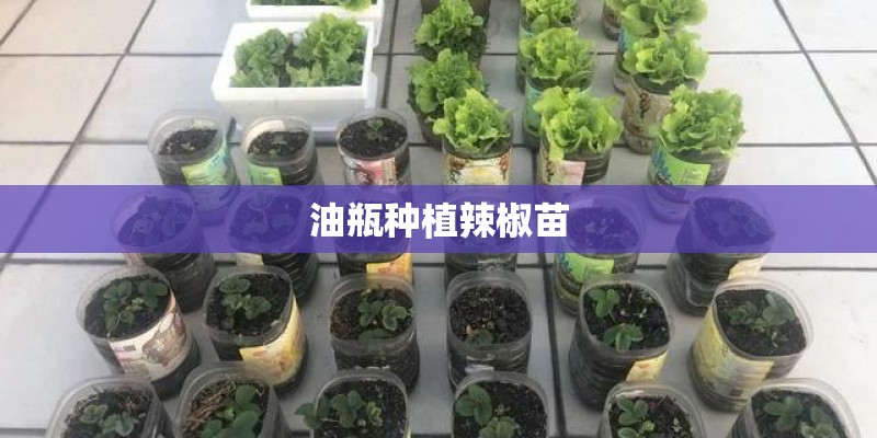 油瓶种植辣椒苗