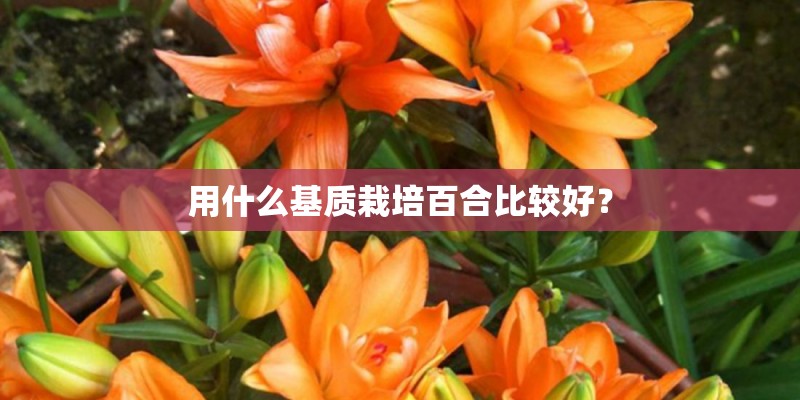 用什么基质栽培百合比较好？