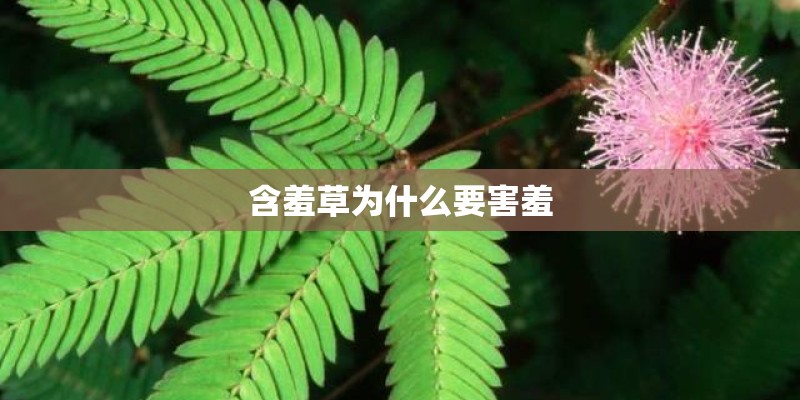 含羞草为什么要害羞
