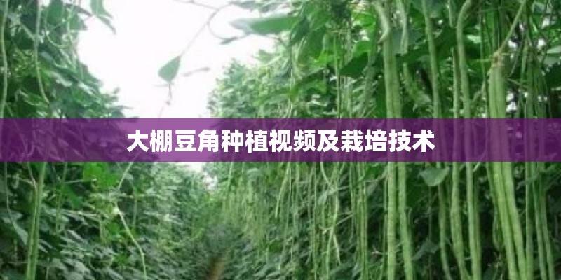 大棚豆角种植视频及栽培技术 大棚豆角种植视频及栽培技术