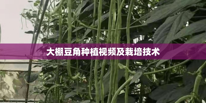 大棚豆角种植视频及栽培技术 大棚豆角种植视频及栽培技术
