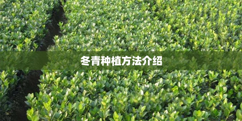 冬青种植方法介绍