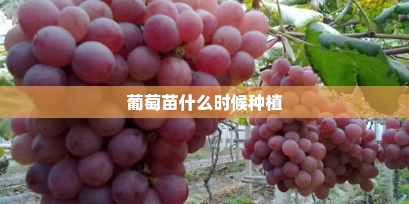 葡萄苗什么时候种植