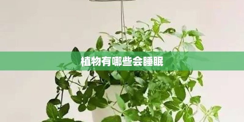 植物有哪些会睡眠