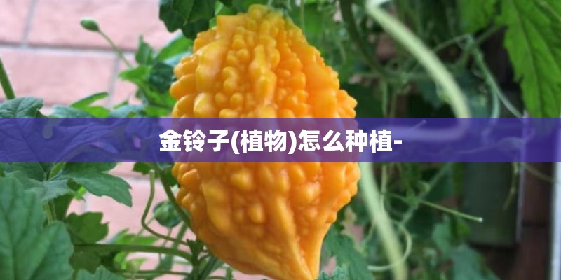 金铃子(植物)怎么种植-