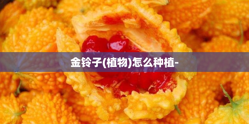 金铃子(植物)怎么种植-