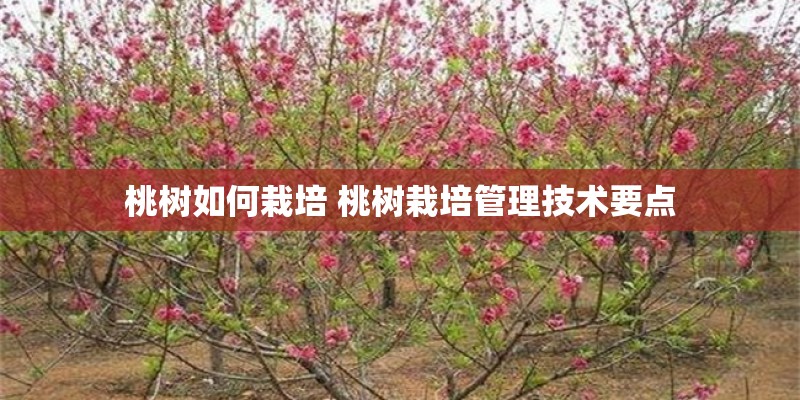 桃树如何栽培 桃树栽培管理技术要点