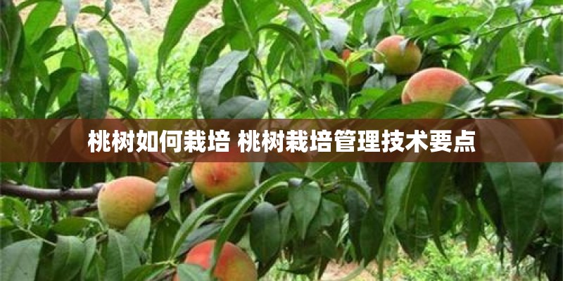 桃树如何栽培 桃树栽培管理技术要点
