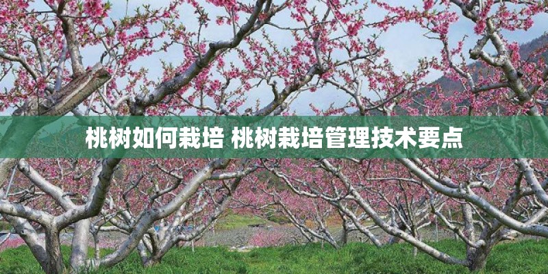 桃树如何栽培 桃树栽培管理技术要点