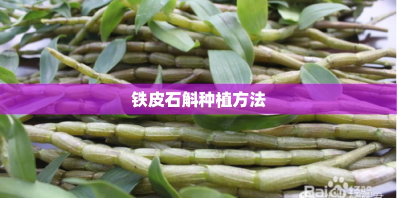 铁皮石斛种植方法