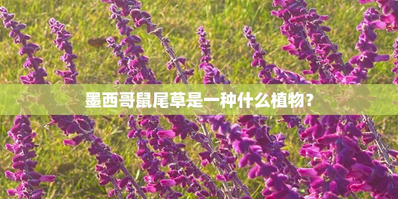 墨西哥鼠尾草是一种什么植物？