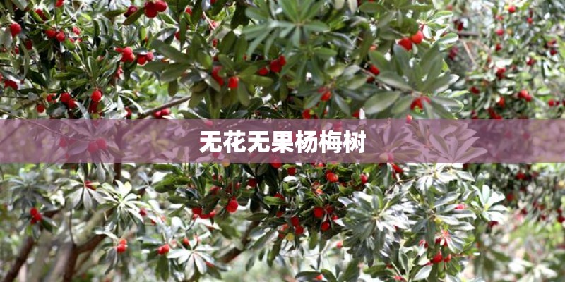 无花无果杨梅树