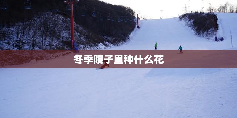 冬季院子里种什么花