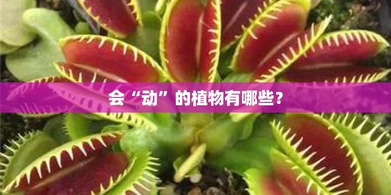 会“动”的植物有哪些？