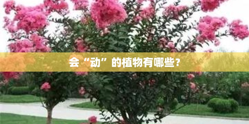 会“动”的植物有哪些？