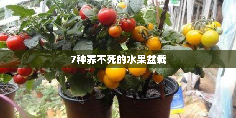 7种养不死的水果盆栽