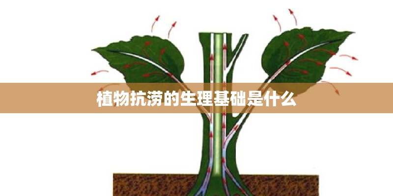 植物抗涝的生理基础是什么