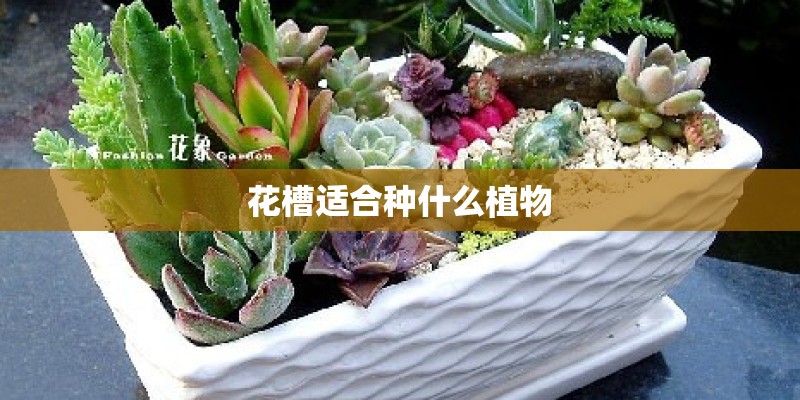 花槽适合种什么植物