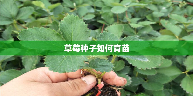 草莓种子如何育苗