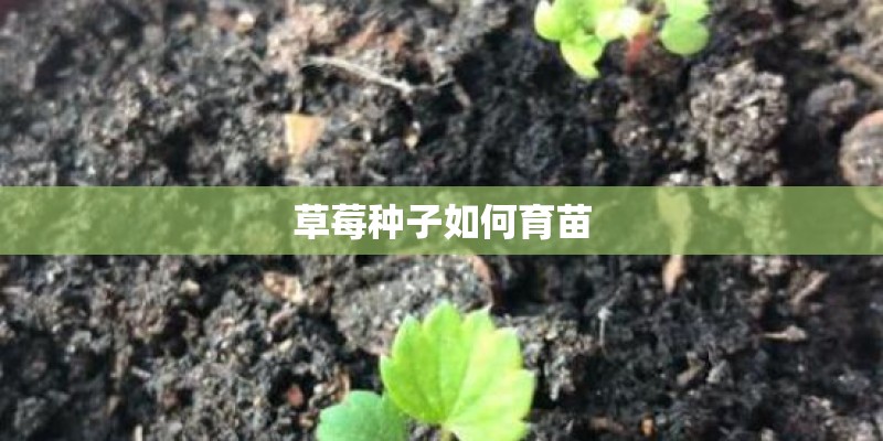 草莓种子如何育苗