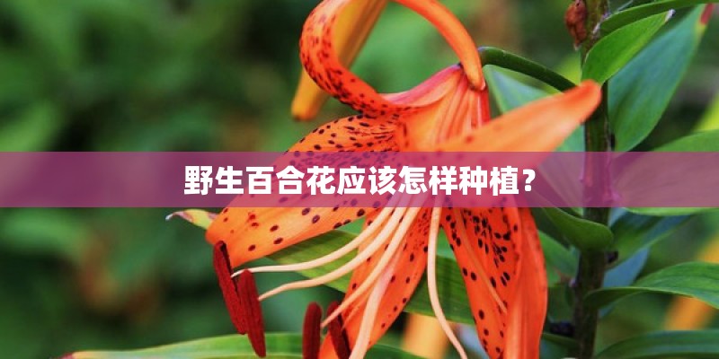 野生百合花应该怎样种植？