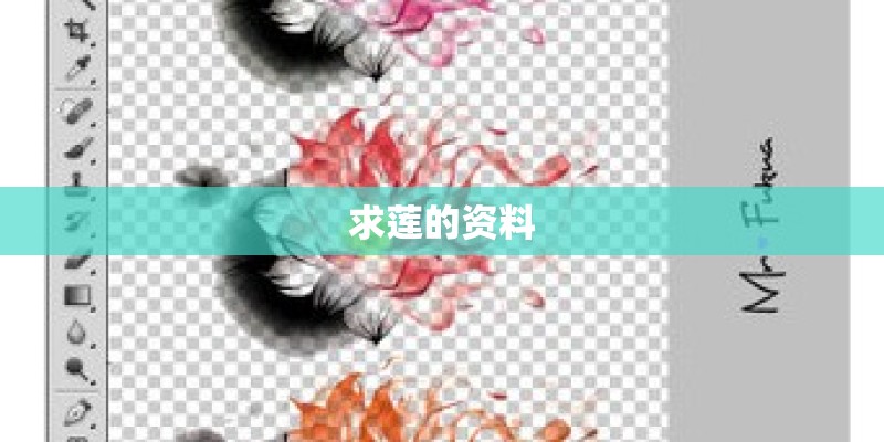 求莲的资料