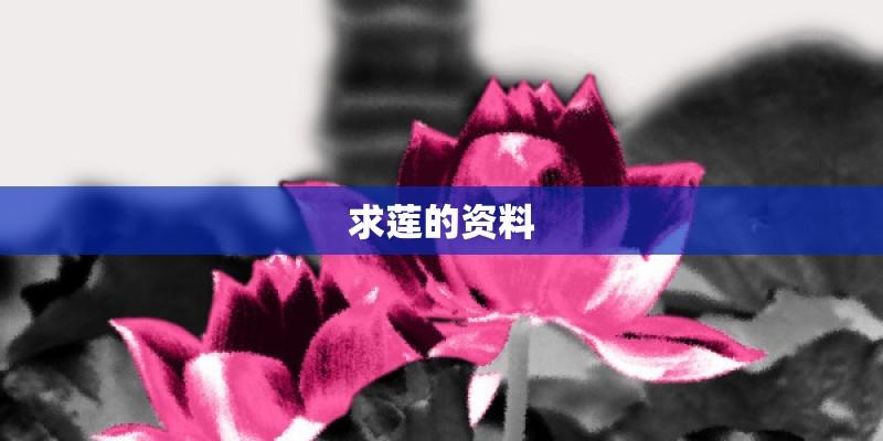 求莲的资料 求莲的资料