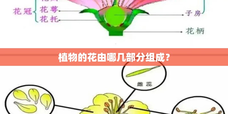 植物的花由哪几部分组成？