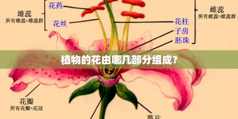 植物的花由哪几部分组成？