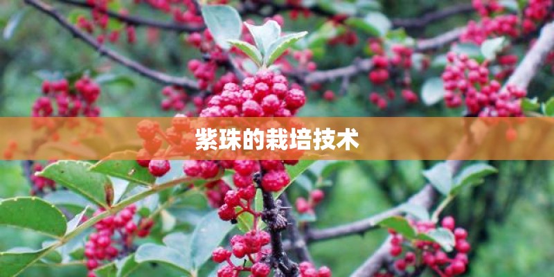 紫珠的栽培技术