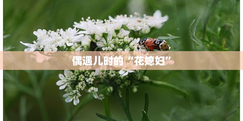 偶遇儿时的“花媳妇”